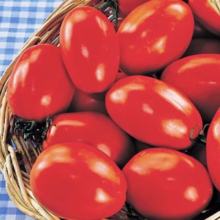 San Marzano tomatoes