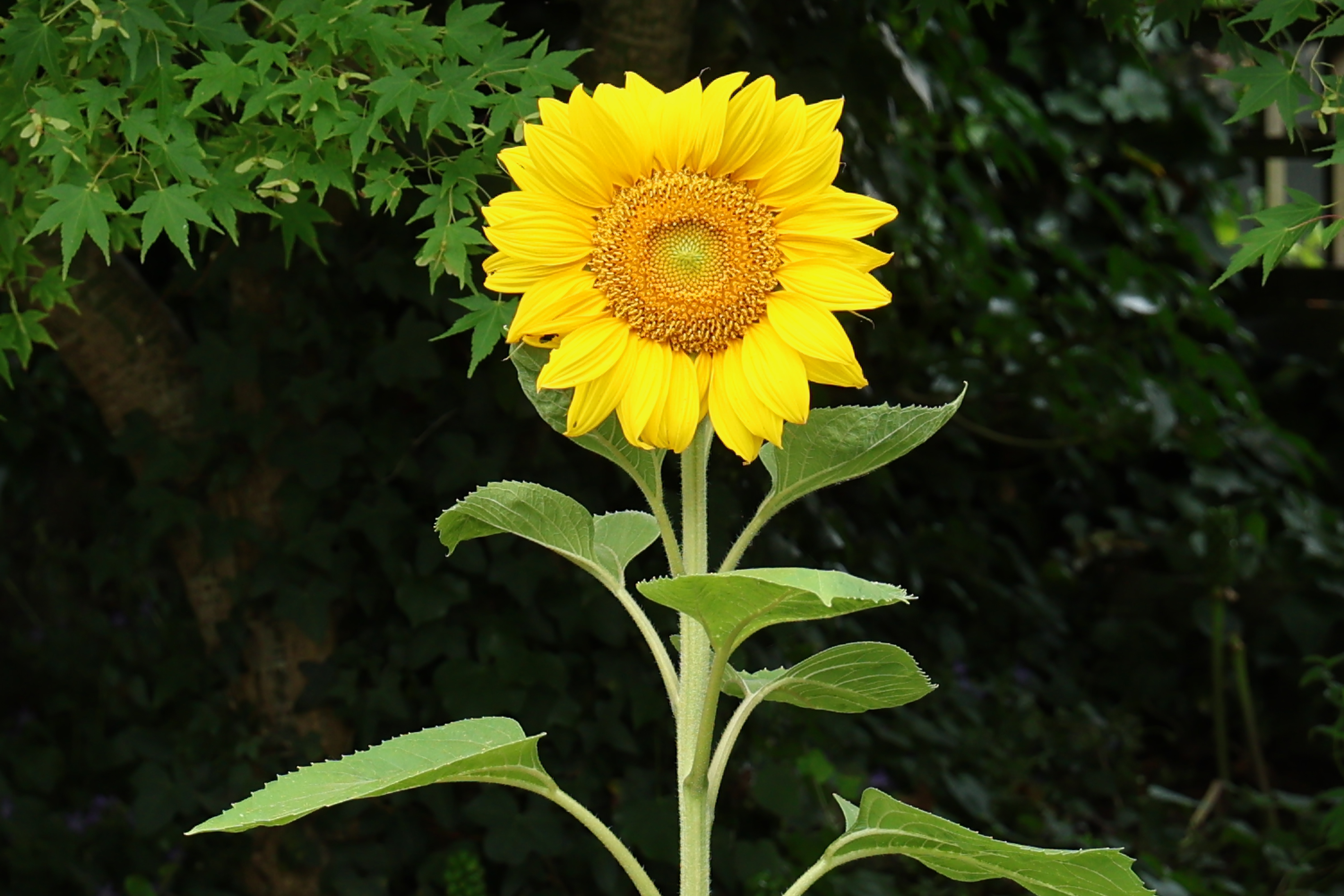 Yellow sunflower shot on a sunny day against green foliage background