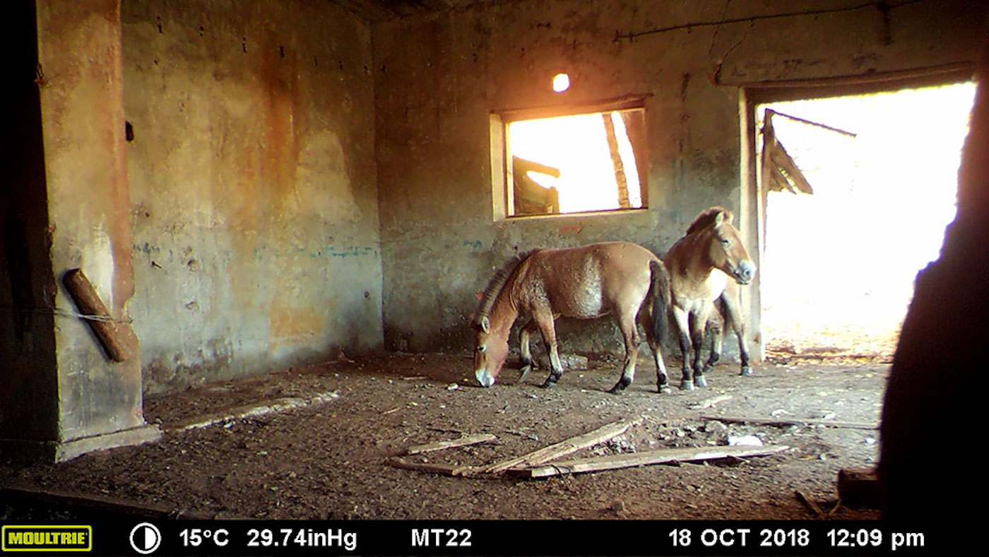 wild horses chernobyl