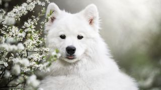 Samoyed