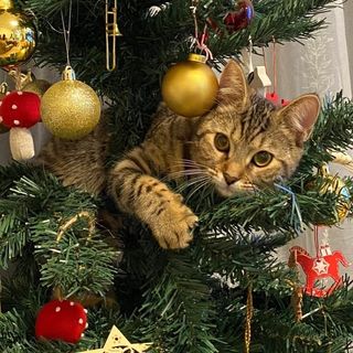 cat inside Christmas tree