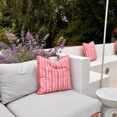 catmint in a planter by seating on a patio