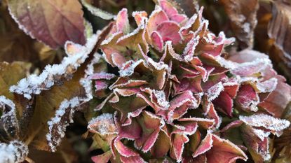 how to winterize hydrangeas caught in a frost