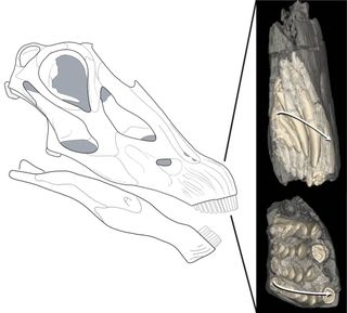 This illustration of a Diploducus skull is pictured alongside CT scan-generated images of some teeth in the front of the dinosaur's jaws. In the image, bone is transparent and teeth are yellow. The arrows show the direction of tooth replacement, which is back to front.