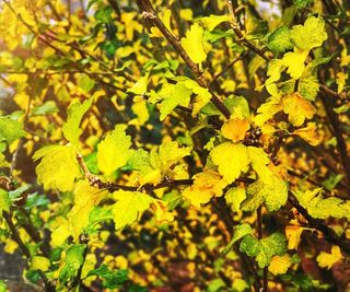 Yellow leaves of a Rose of Sharon shrub in a garden border