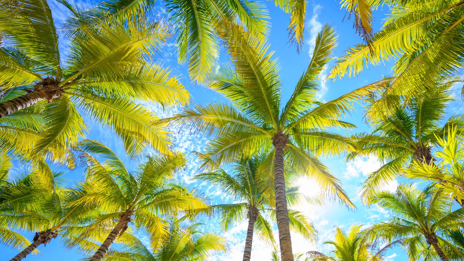 Date Palm Tree Care Basics: Grow And Cultivate Date Palms