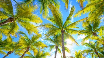 palm trees against blue sky and sunshine