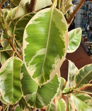 Variegated rubber plant