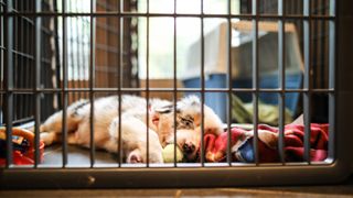 Australian Shepherd puppy lying in his crate