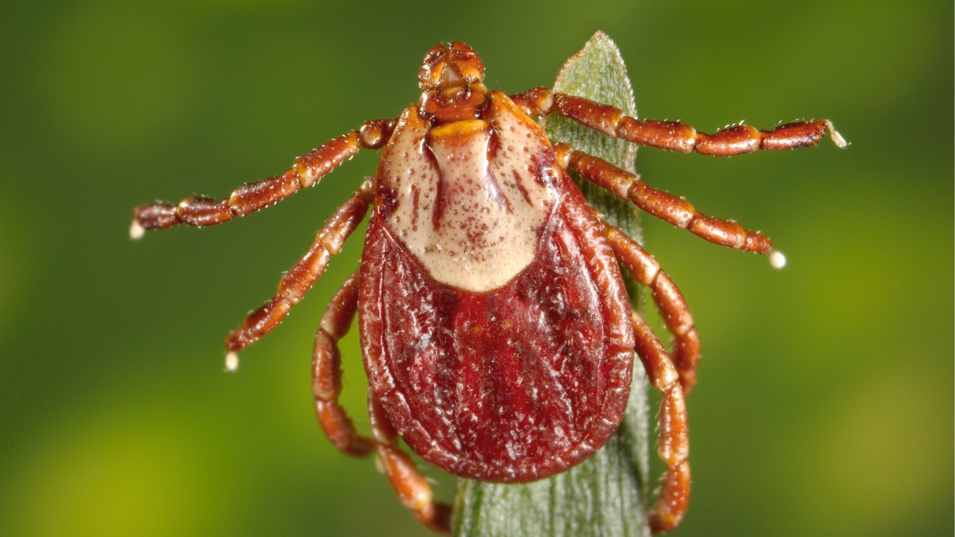 close up photo of a rocky mountain wood tick questing on a blade of grass