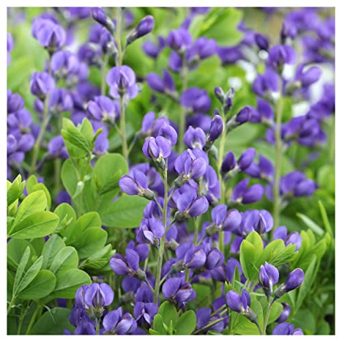 Everwilde Farms - 60 Blue Wild Indigo Native Wildflower Seeds - Gold Vault Jumbo Seed Packet