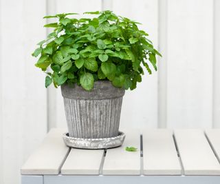 Potted lemon balm plant on white background