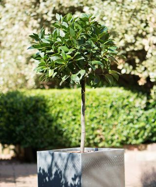 bay laurel tree in a large pot on a patio