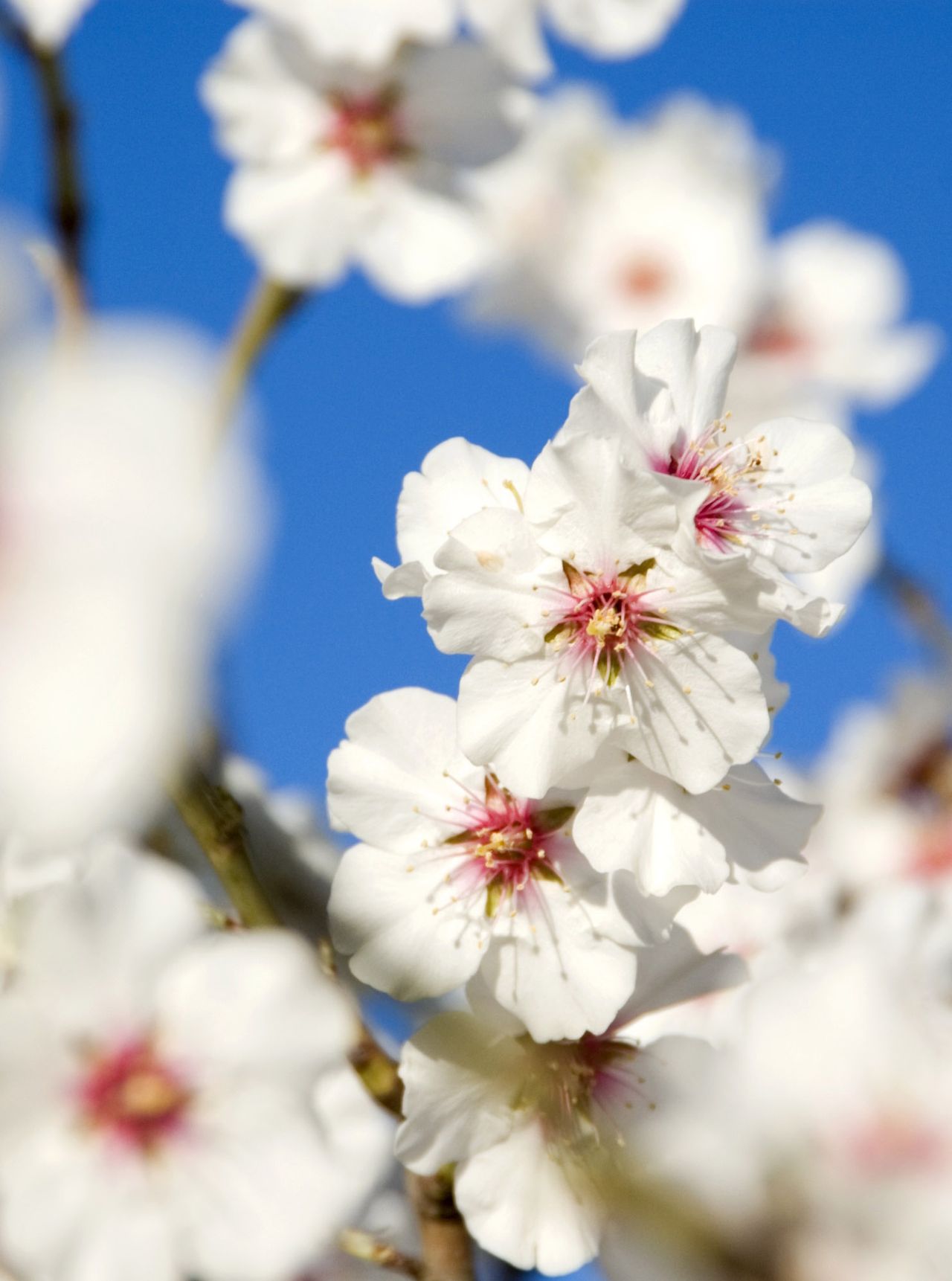 Almond blossom