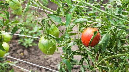 Tomatoes trellised with the Florida weave method