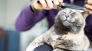What do fleas look like - cat being combed for fleas