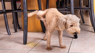 Male poodle dog urinating inside home onto furniture to mark territory