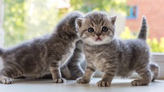 Two Scottish fold kittens