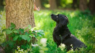 Dog stood beside tree looking at squirrel