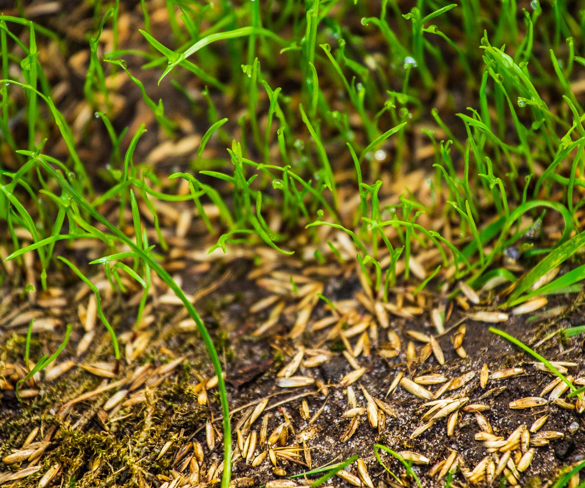 Grass seeds in soil next to grass, overseeding