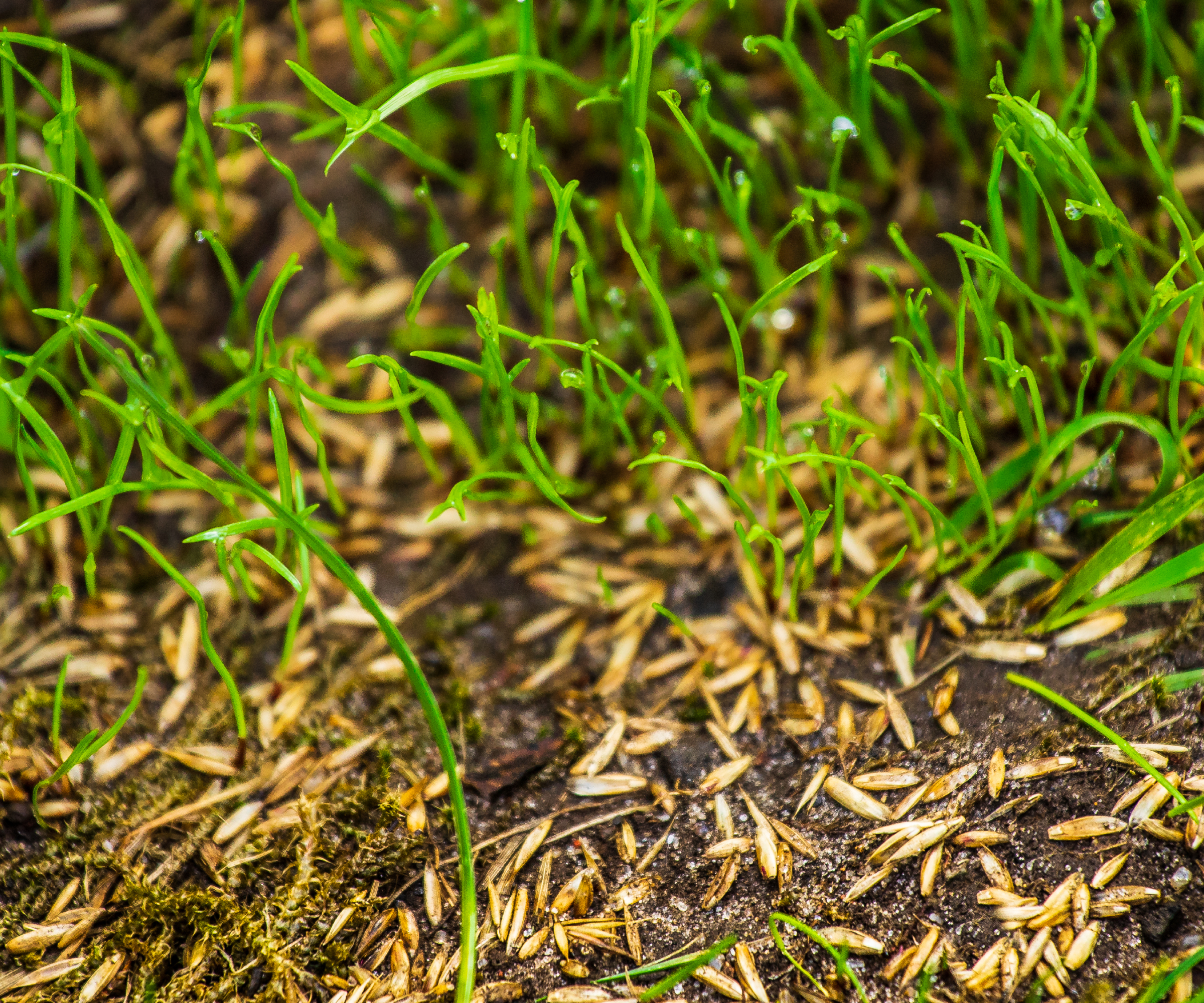 Grass seeds in soil next to grass, overseeding