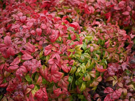 Green-Red Leaved Heavenly Bamboo Plants