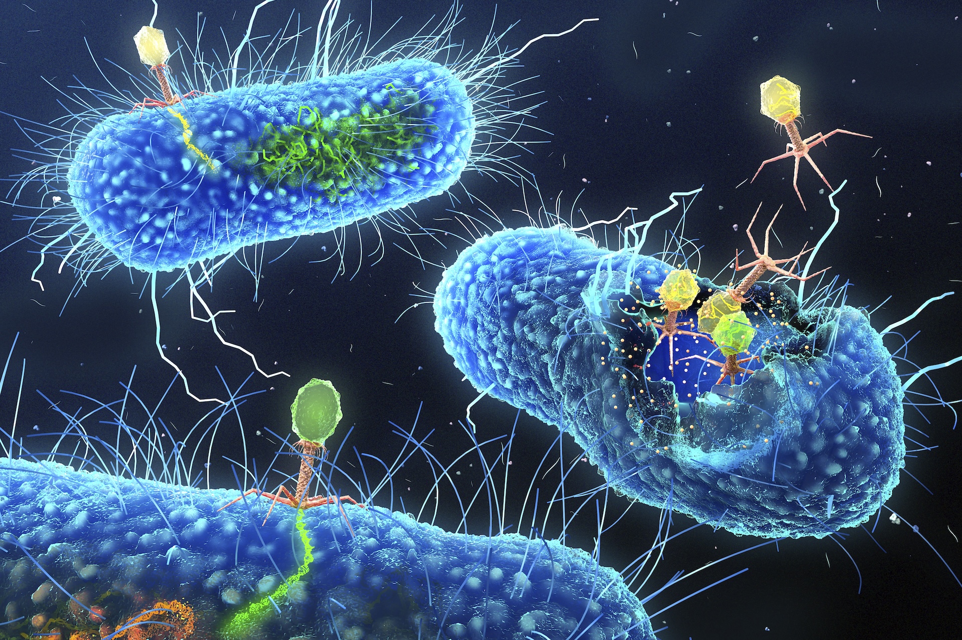 A 3D rendering of viruses attacking bacteria