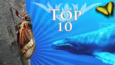 Top 10 Most Incredible Animal Journeys 