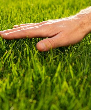 A hand touching the grass of a lush lawn