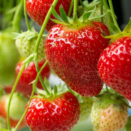 hydroponic strawberries grown vertically