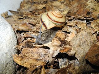Euhadra quaesita snail