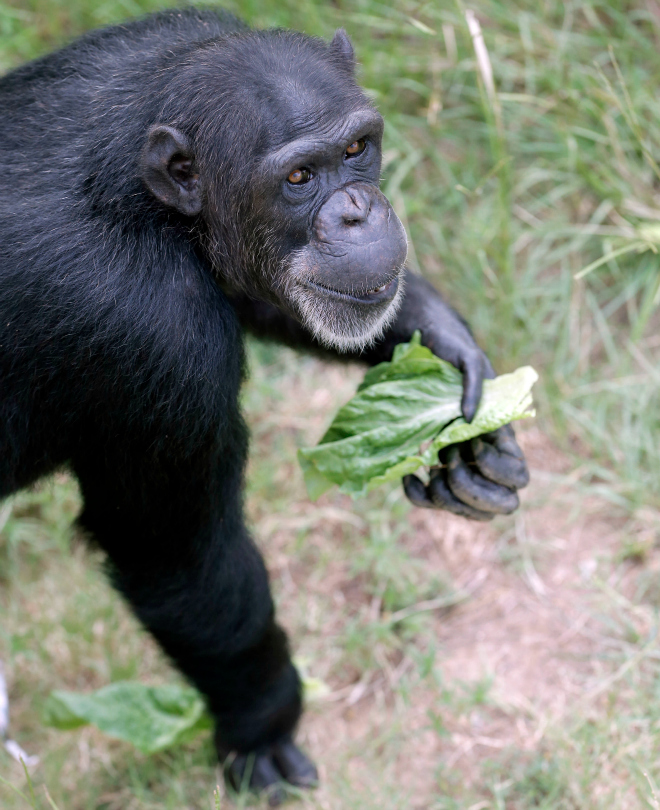 chimpanzees, chimp haven, lab animals, animal testing, chimp retirement