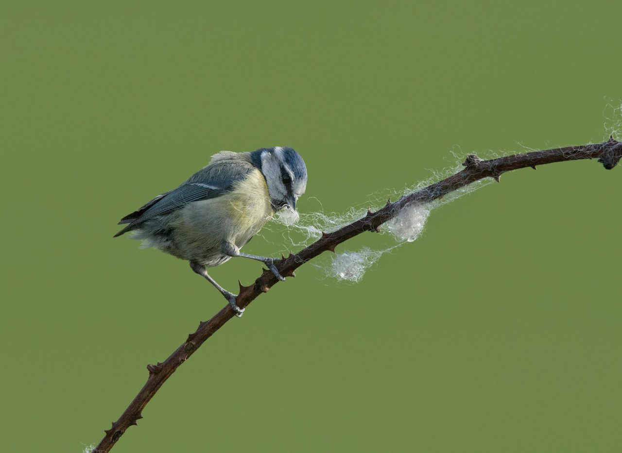 A blue tit collecting wool for nesting in Lancashire.