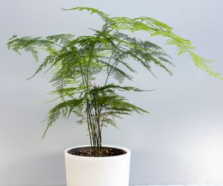 asparagus fern in plant pot