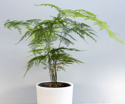 How to care for asparagus fern: our expert guide | Homes & Gardens