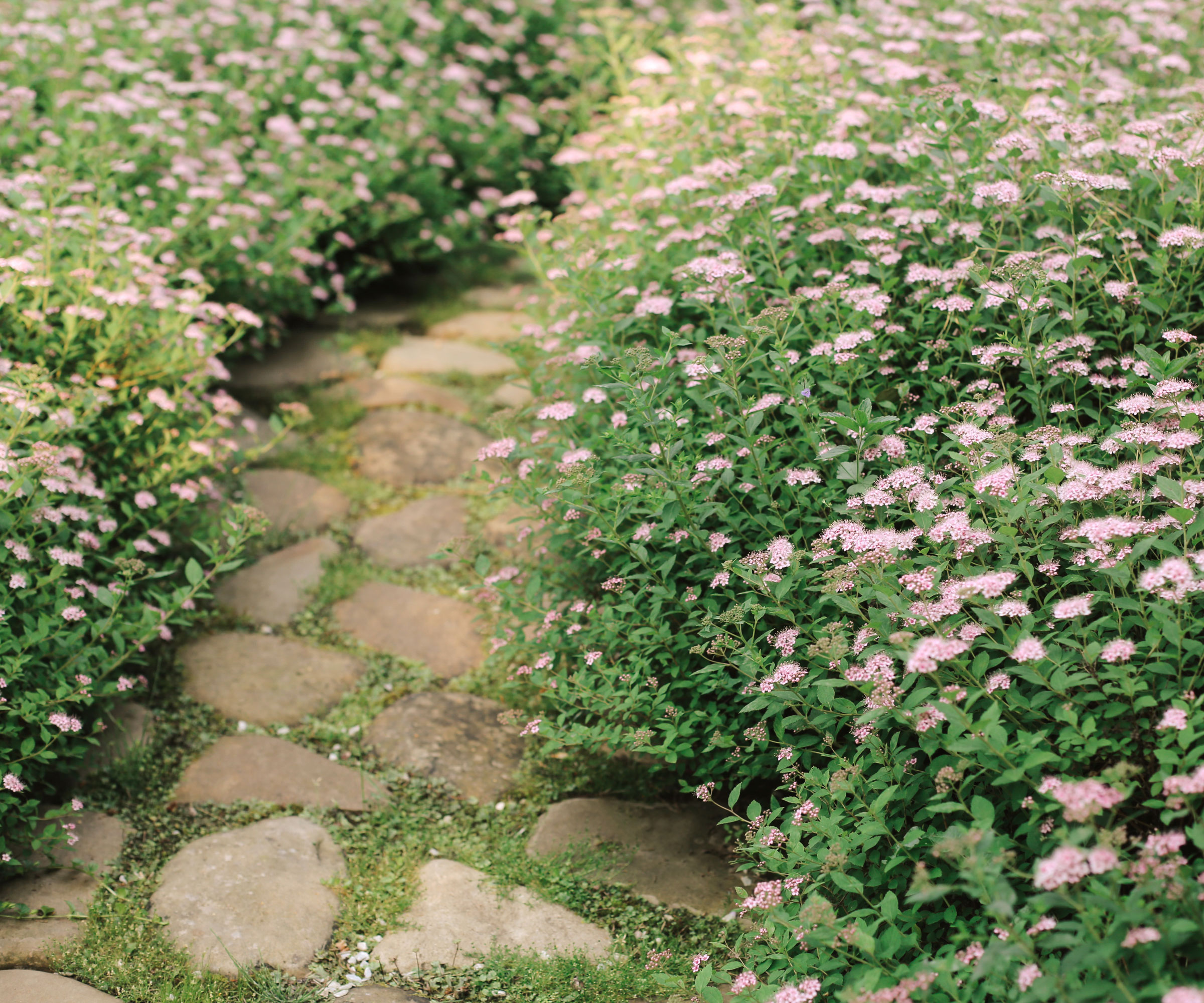 herbs with flowers near stone path slabs