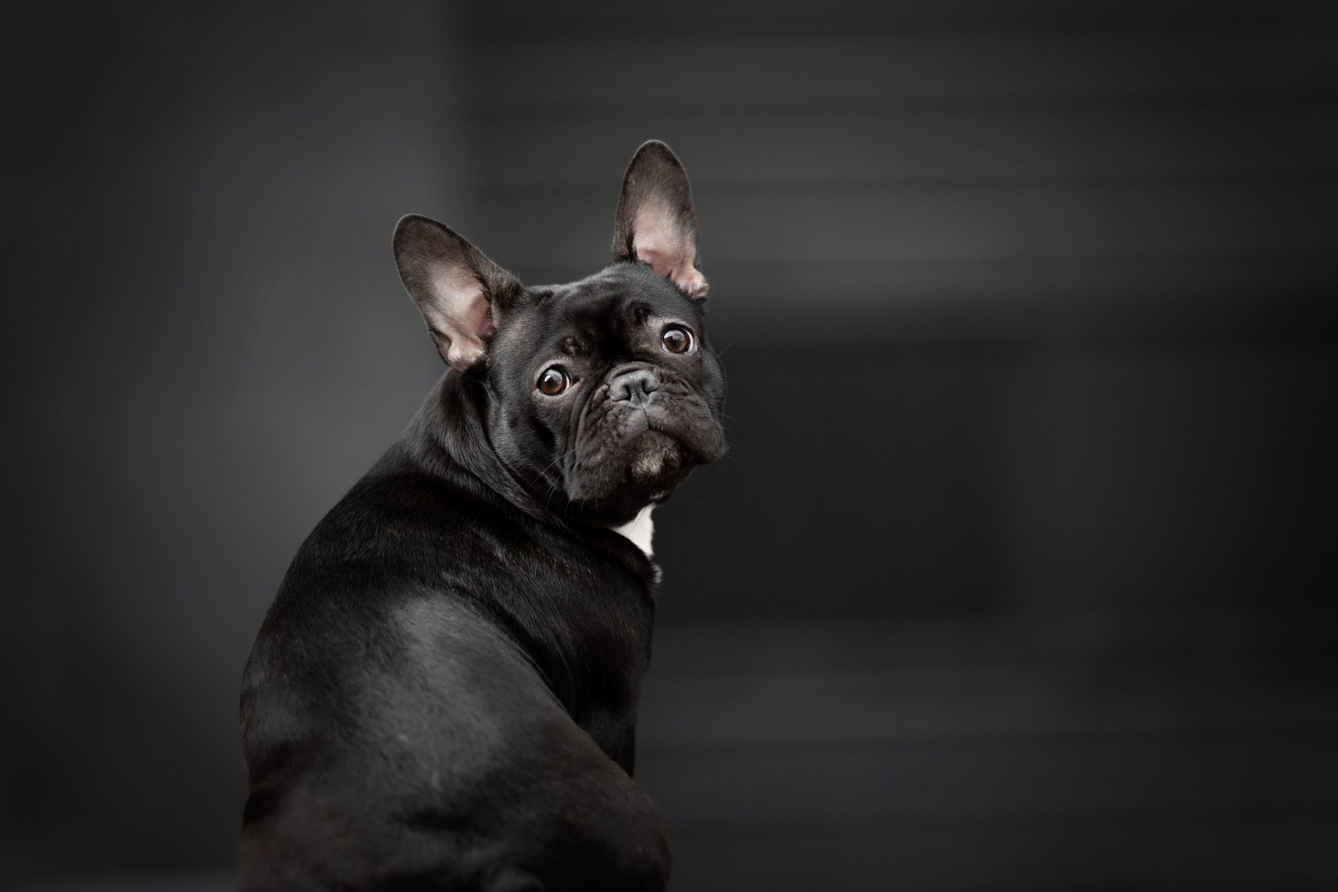 French bulldog