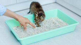 kitten following a woman's pointing finger into a litter box