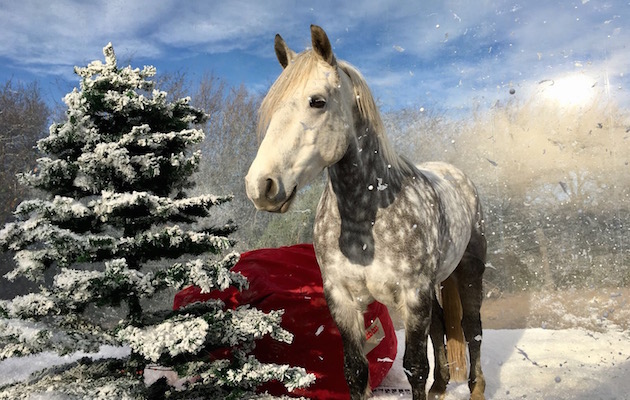 snow globe