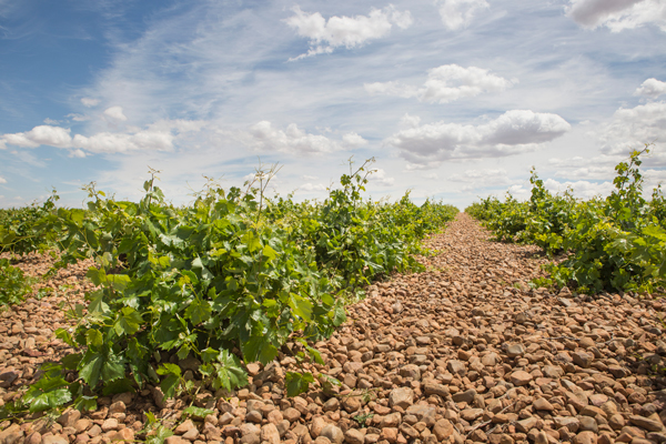 Bodegas Verum, La Mancha