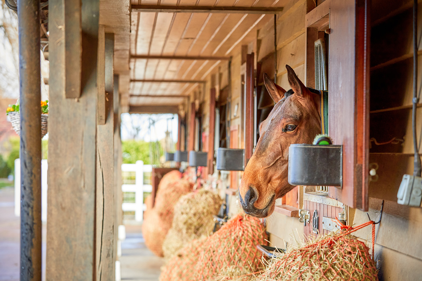 Interview Shoot, Leesha Leeman at Kellythorpe Stud