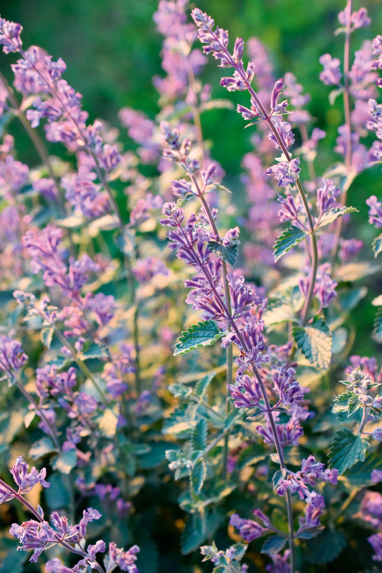 Field of catnip flowers Nepeta cataria in a garden.