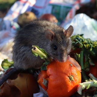 Rat in compost bin eating food scraps