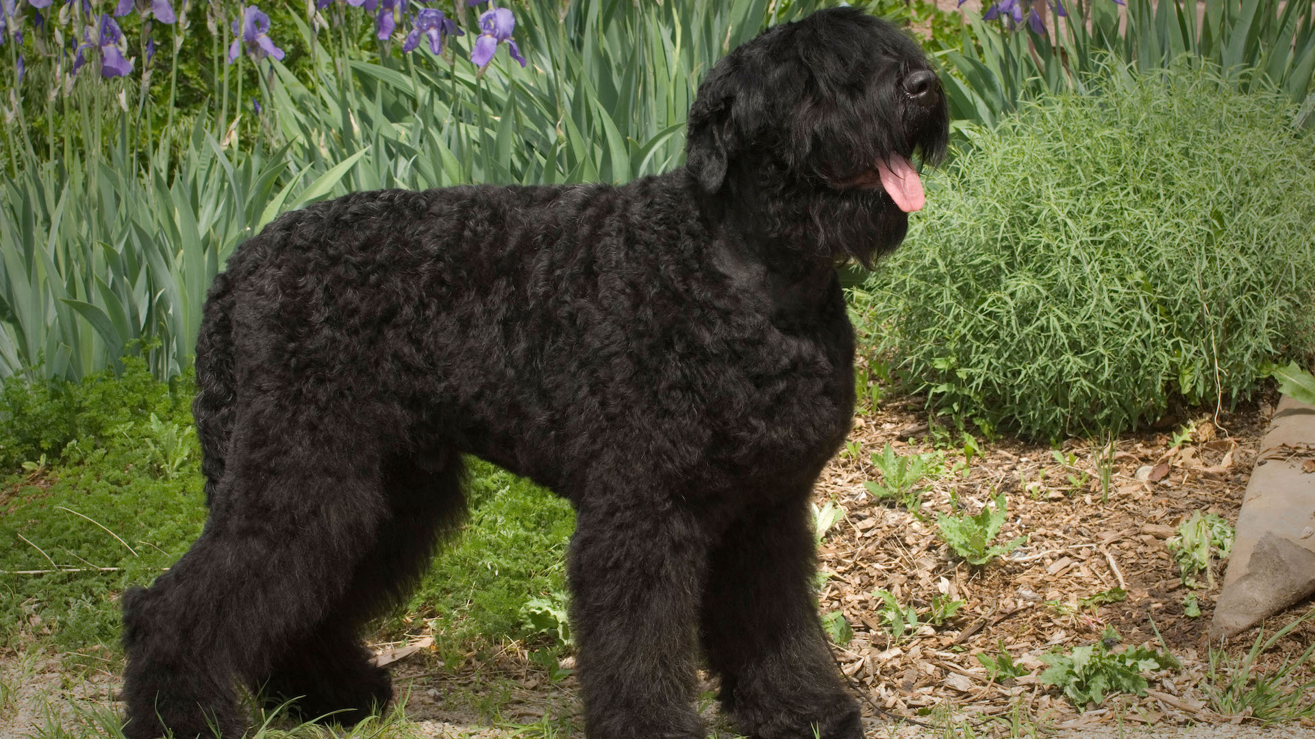 Black Russian Terrier