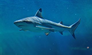 Tidbit didn't need a male to have a baby. Scientists discovered that Atlantic blacktip sharks are capable of virgin births after performing an autopsy on Tidbit and finding that the female shark was with child.