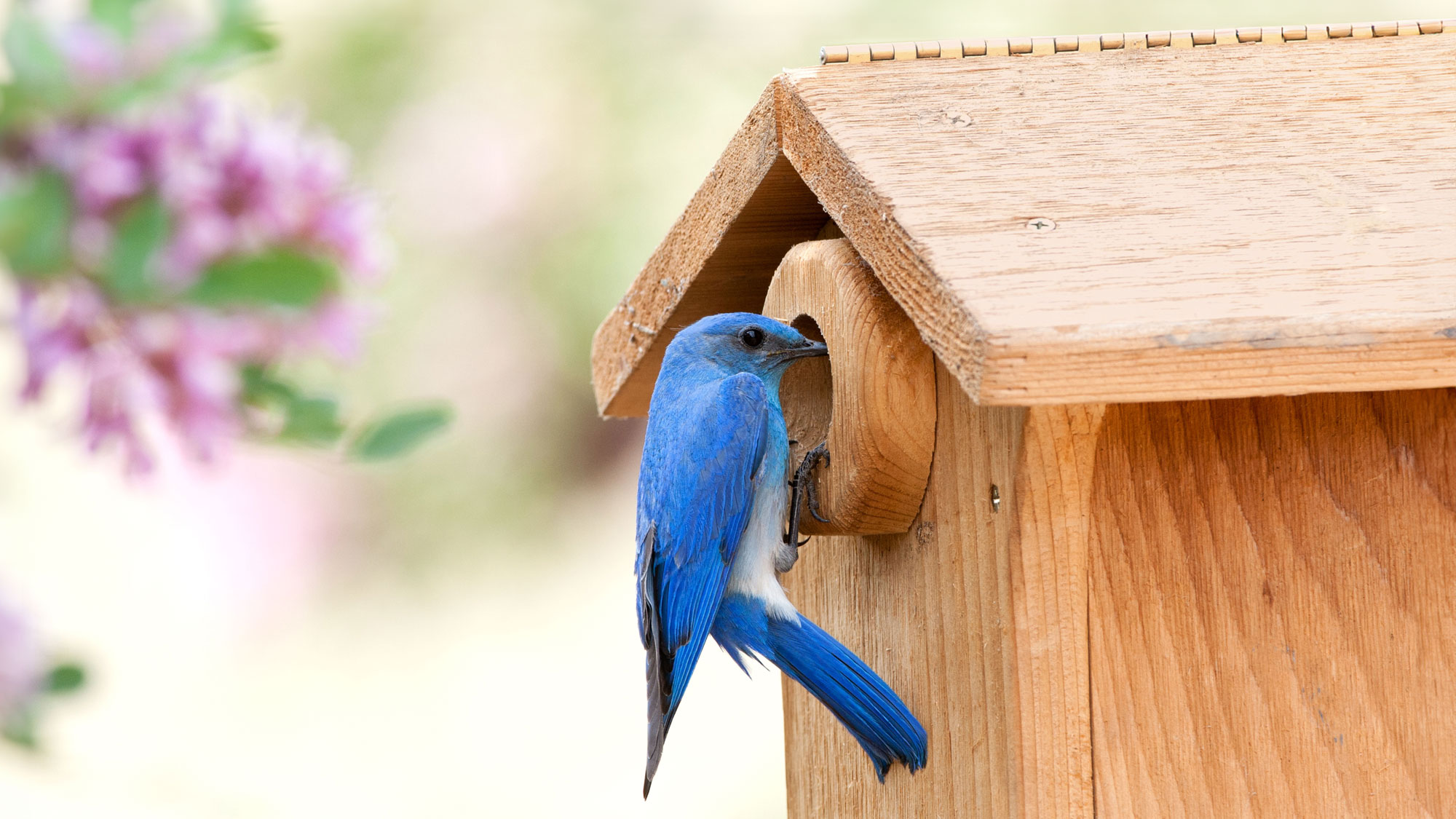 mountain bluebird perched outside bird house with camera