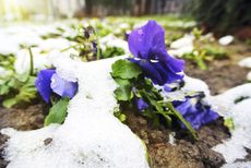 Purple Flowers Covered With Snow