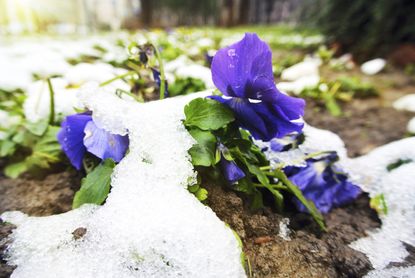 Purple Flowers Covered With Snow
