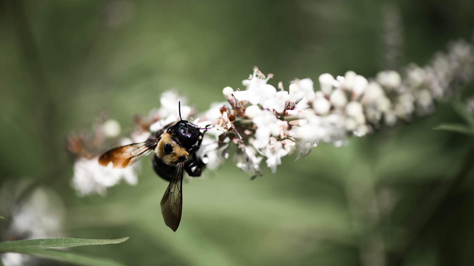 A honey bee sits on the white flower of a virginia sweetspire