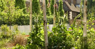 Garden with silver birch trees and planting used for shadescaping purposes